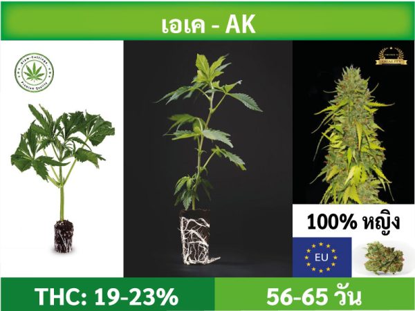 SIAM-CUTTINGS-cover-produkt-shop-Cannabis-cuttings-AK