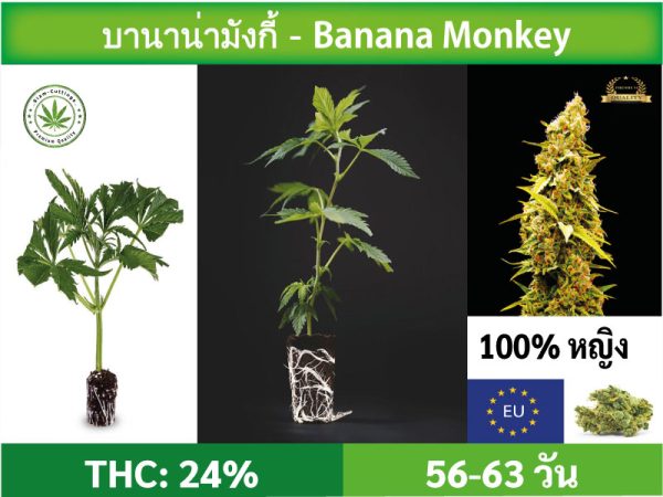 SIAM-CUTTINGS-cover-produkt--shop-Cannabis-cuttings-Banana-Monkey