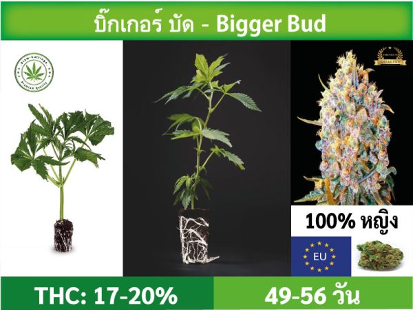 SIAM-CUTTINGS-cover-produkt-shop-Cannabis-cuttings-Bigger-Bud