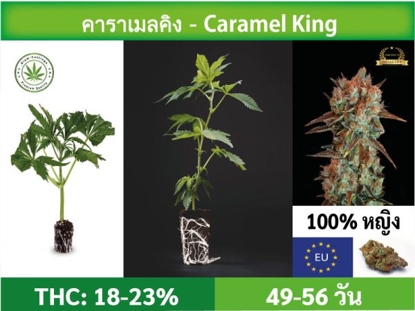 SIAM-CUTTINGS-cover-produkt-shop-Cannabis-cuttings-Caramel-King