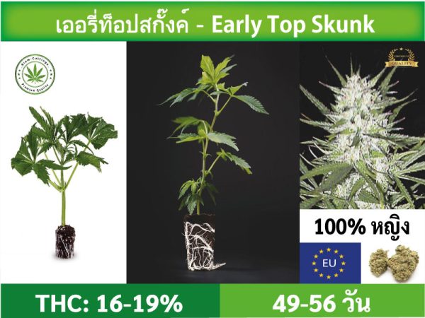 SIAM-CUTTINGS-cover-produkt-shop-Cannabis-cuttings-Early-Top-Skunk