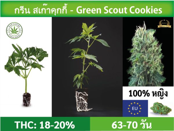 SIAM-CUTTINGS-cover-produkt--shop-Cannabis-cuttings-Green scout Cookies