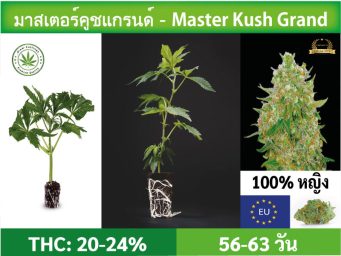 SIAM-CUTTINGS-cover-produkt--shop-Cannabis-cuttings-Master-Kush-Grand