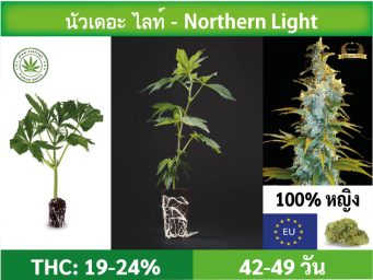 SIAM-CUTTINGS-cover-produkt--shop-Cannabis-cuttings-Northern Light