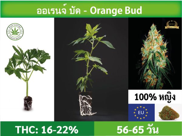 SIAM-CUTTINGS-cover-produkt--shop-Cannabis-cuttings-Orange Bud