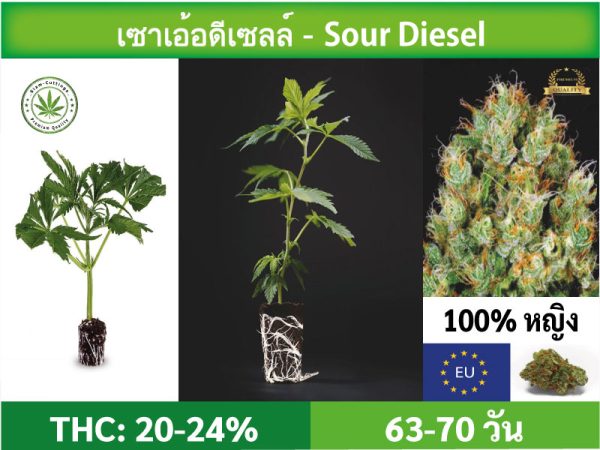 SIAM-CUTTINGS-cover-produkt--shop-Cannabis-cuttings-Sour Diesel