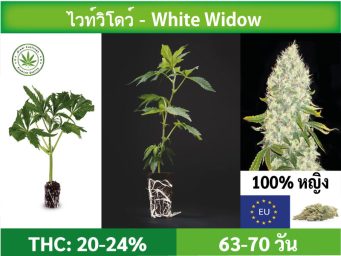 SIAM-CUTTINGS-cover-produkt--shop-Cannabis-cuttings-White-Widow1
