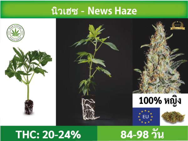 SIAM-CUTTINGS-cover-produkt-shop-Cannabis-cutzings-News-Haze