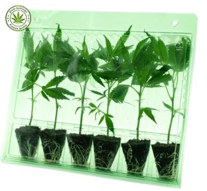 SIAM-CUTTINGS special shipping box for organic Cannabis cuttings