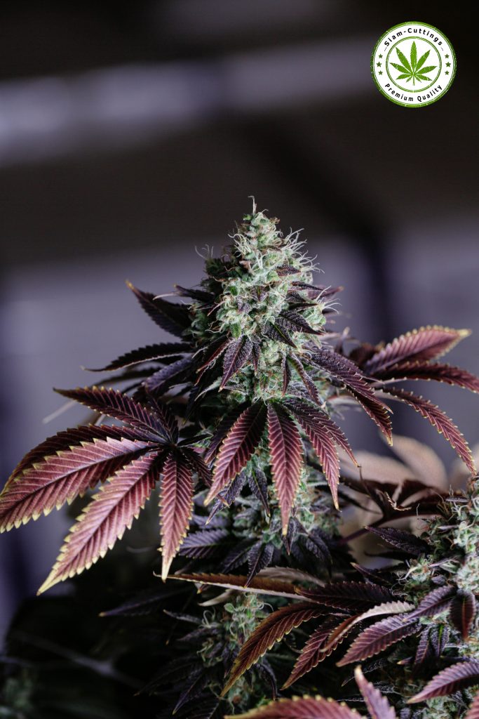 SIAM-CUTTINGS | Big Cannabis Bud with purple leafs