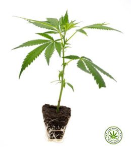 SIAM-CUTTINGS | Organic healthy Cannabis cuttings