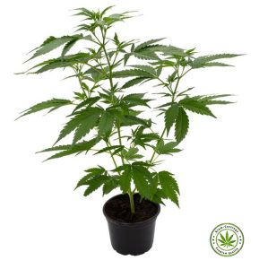 SIAM-CUTTINGS | Big organic Cannabis plant