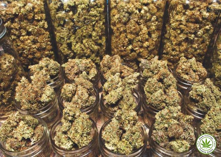 SIAM-CUTTINGS How to storage Cannabis Ganga Buds