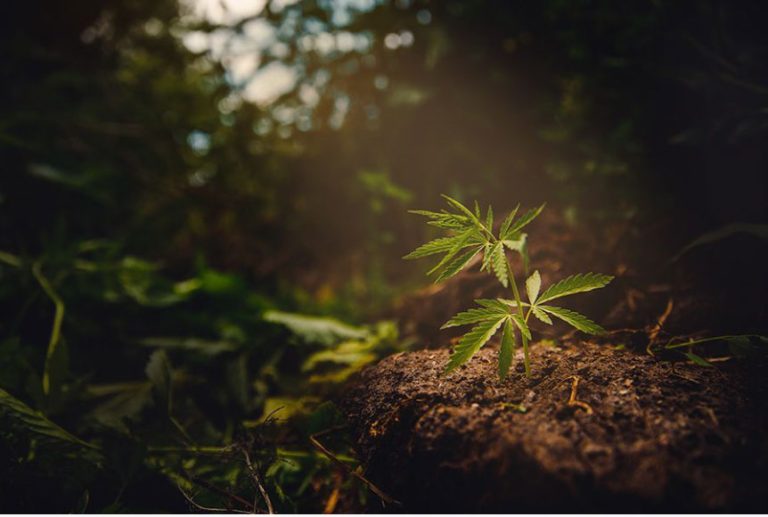 SIAM-CUTTINGS Ganga Cannabis cuttings