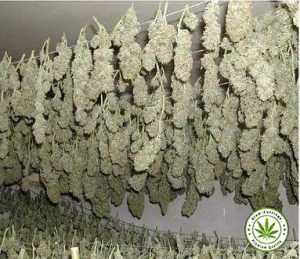 SIAM-CUTTINGS Dry Cannabis Buds