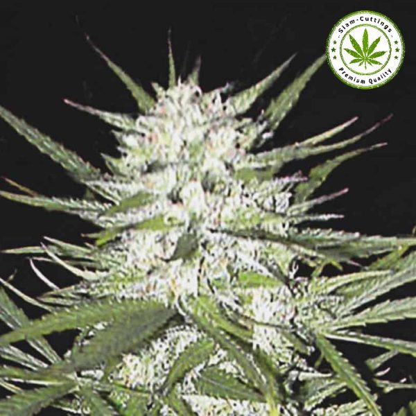 SIAM-CUTTINGS | Ganga Bud Early Top Skunk