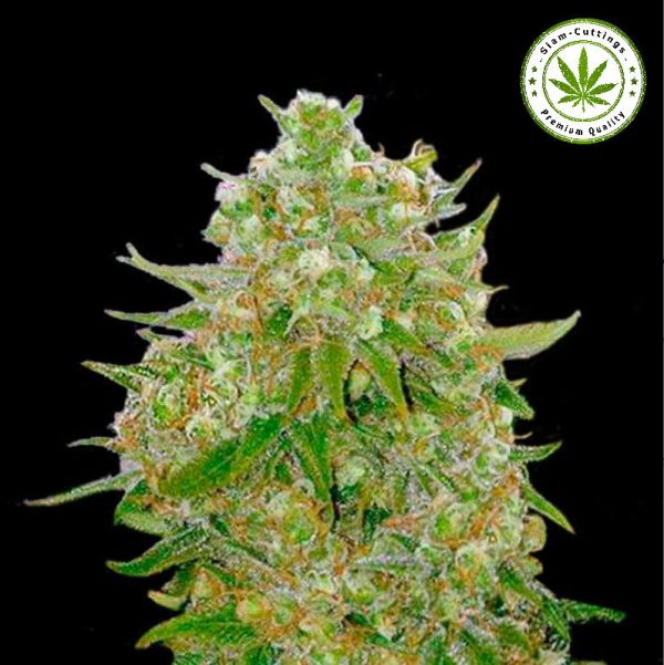 SIAM-CUTTINGS | Ganga Bud Master Kush Grand