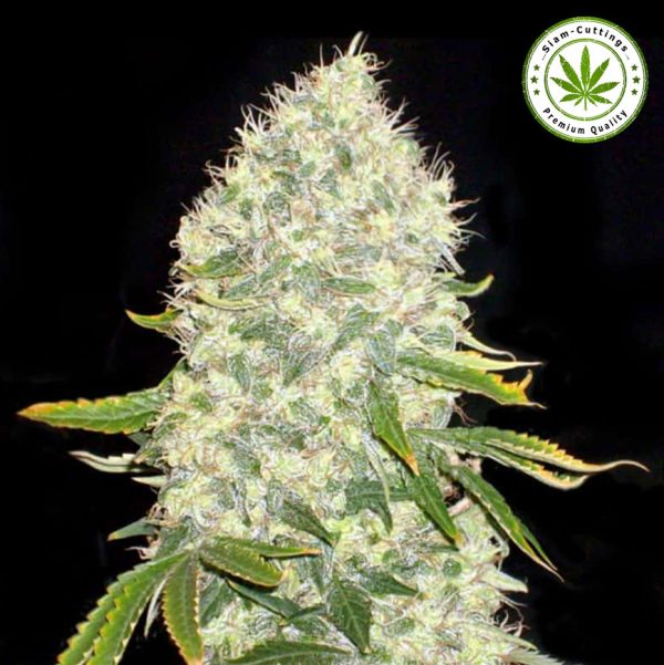 SIAM-CUTTINGS | Ganga Bud White Widow