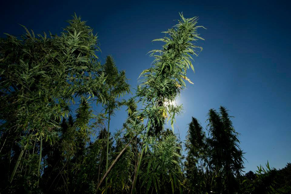 SIAM-CUTTINGS | Large ganja buds in a field