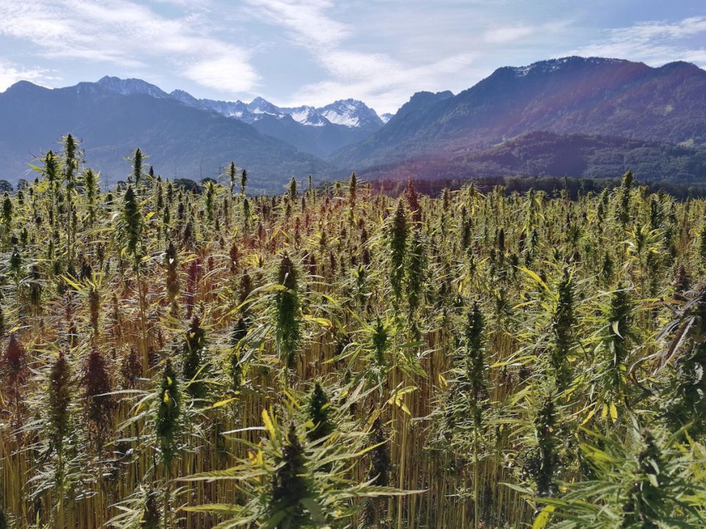 SIAM-CUTTINGS | Hemp field with many Bud in the mountains