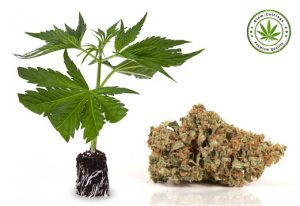 Premuim Cannabis cuttings with weed