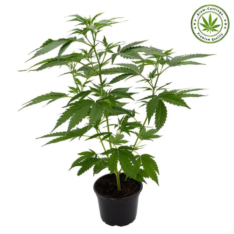 SIAM-CUTTINGS perfect Cannabis plant
