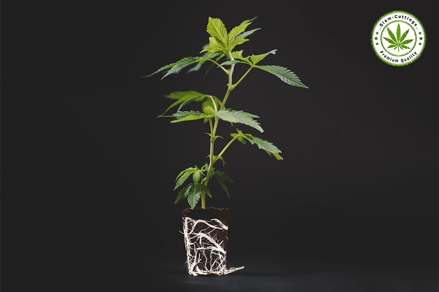 SIAM-CUTTINGS Premuim Organic Cannabis cuttings