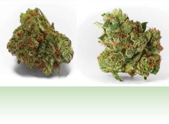 Organic Cannabis Buds
