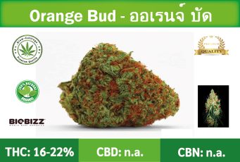 Siam-Cuttings-Cannabis-Orange-Bud