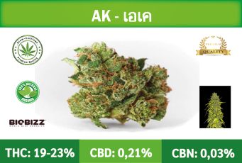 Siam-Cuttings-Cannabis-AK