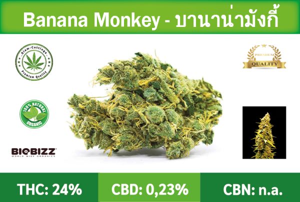 Siam-Cuttings-Cannabis-Bud-Banana-Monkey