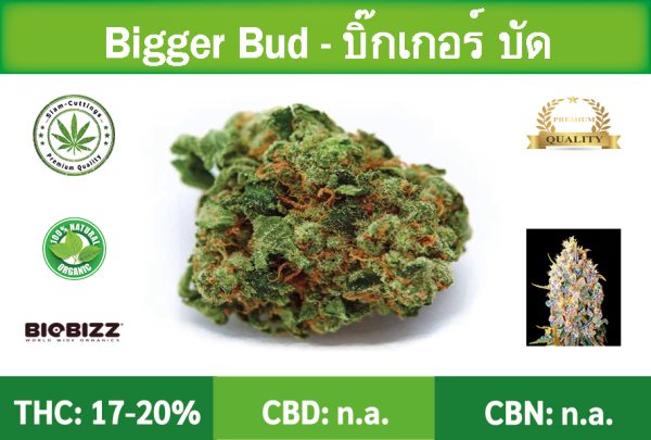 Siam-Cuttings-Cannabis-Bud-Bigger-Bud