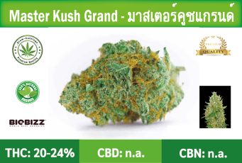 Siam-Cuttings-Cannabis-Master-Kush-Grand