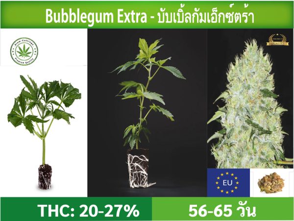 SIAM-CUTTINGS-cover-produkt--shop-Cannabis-cuttings-Bubblegum-Extra