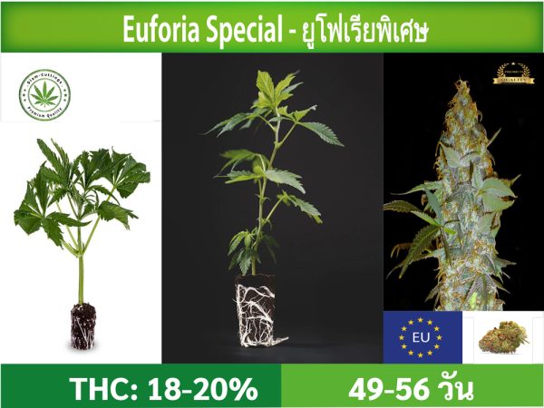 SIAM-CUTTINGS-cover-produkt--shop-Cannabis-cuttings-Euforia-Special