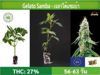 SIAM-CUTTINGS-cover-produkt--shop-Cannabis-cuttings-Gelato-Samba