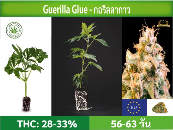 SIAM-CUTTINGS-cover-produkt--shop-Cannabis-cuttings-Guerilla-Glue