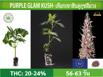 SIAM-CUTTINGS-cover-produkt--shop-Cannabis-cuttings-Purple-Glam-Kush