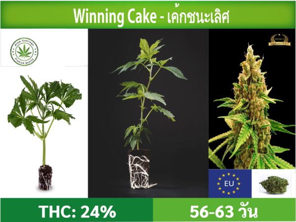 SIAM-CUTTINGS-cover-produkt--shop-Cannabis-cuttings-Winning-Cake