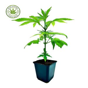 Siam-cuttings-medium--plant