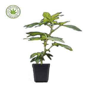 Siam-cuttings-small-plant